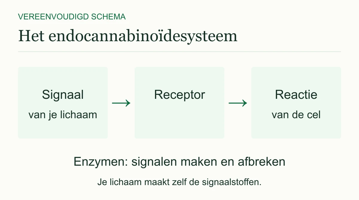 Vereenvoudigd schema: een lichaamseigen signaal werkt op een receptor en draagt bij aan een reactie van de cel. Enzymen maken en breken signalen af.