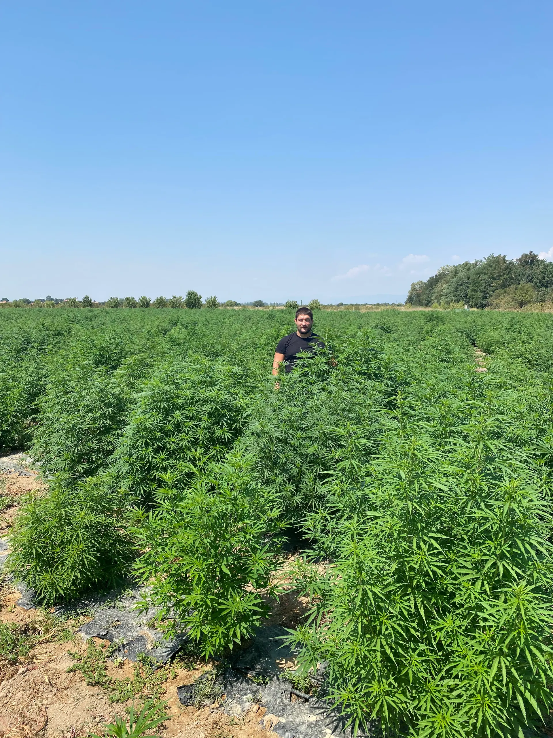 Yordan Milenov tussen de planten op zijn cannabisveld